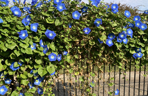 Morning glories with withering leaves